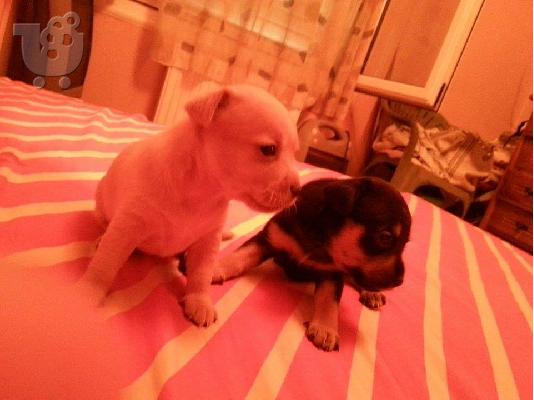 PoulaTo: Καθαροαιμα Πινσερακια