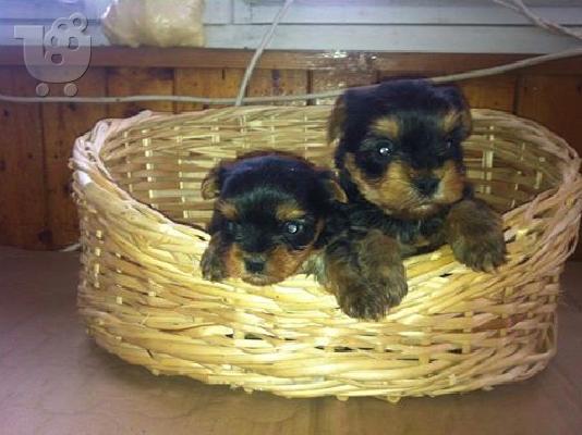 YORKI -TOY