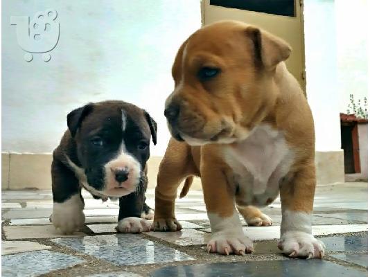 PoulaTo: American staffordshire terrier απο τα καλυτερα αιματα 6979314054