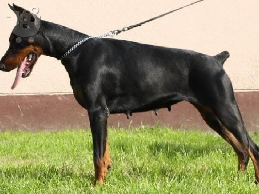 Ντοπερμαν καθαροαιμα