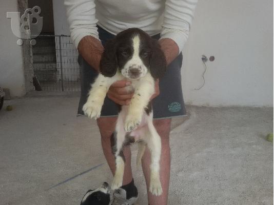 Springer Spaniel