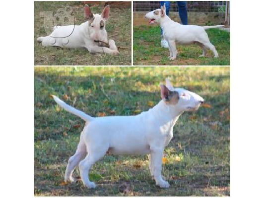 Bull Terrier κουτάβια