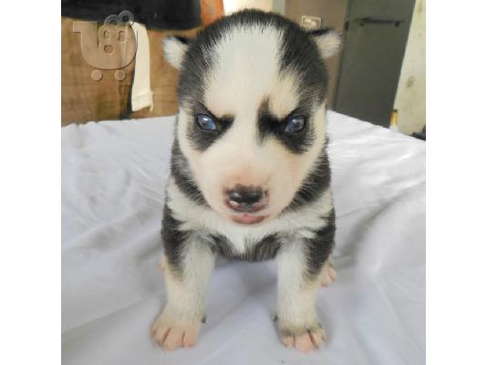 Όμορφα Σιβηρικά γεροδεμένα κουτάβια προς πώληση