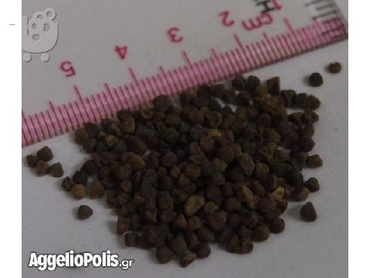 Convolvulus Tricolor - 50 Σποροι Τριχρωμο