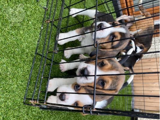 Εδώ παρουσιάζουμε τα υπέροχα κουτάβια Beagle μας έτοιμα να ξαναστήσουν,...