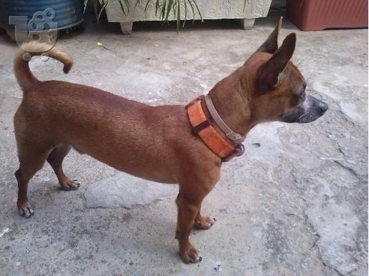 PoulaTo: καθαροαιμο