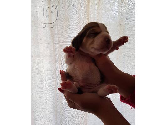Μπίγκλ Beagle
