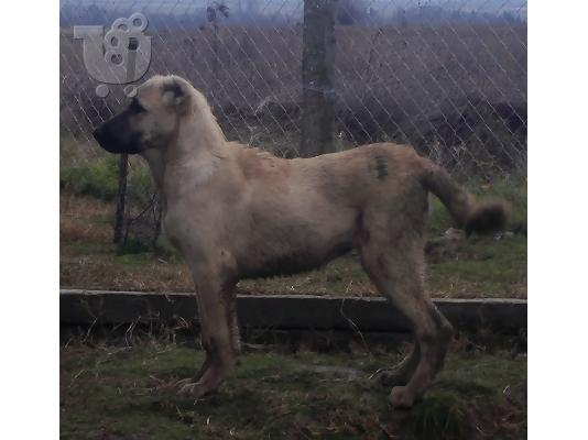 Turski kangal
