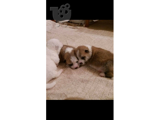 akita inu