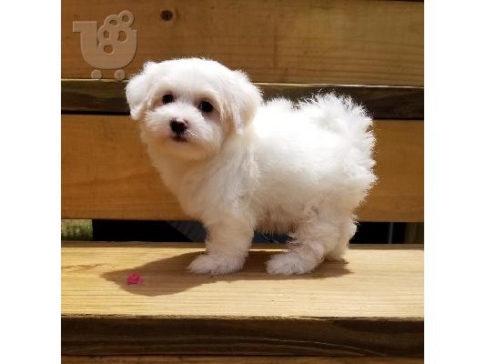 Δύο φιλικά μαλτέζικα κουτάβια