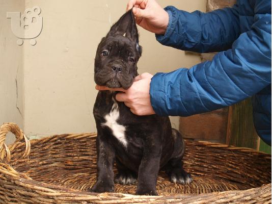 Cane Corso κουτάβια