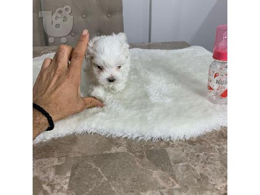 X-MASS φλιτζάνι τσαγιού Maltese150