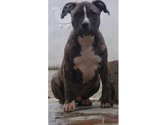 KOUTAVIA PITBULL