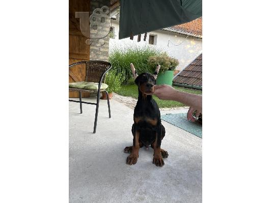 Ντόμπερμαν κουτάβια προς πώληση
