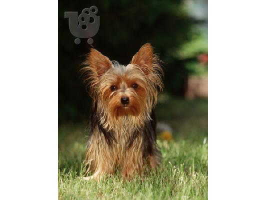 PoulaTo: Γιορκσαιρ τεριε α ποιοτητας καθαροαιμο κουταβακι