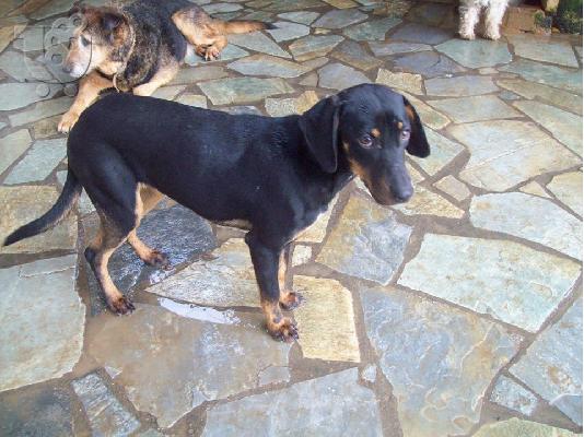 Νεαρη σκυλιτσα χαριζεται