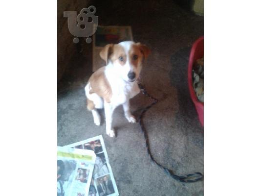 Σκυλιτσα 7 μηνων χαριζεται