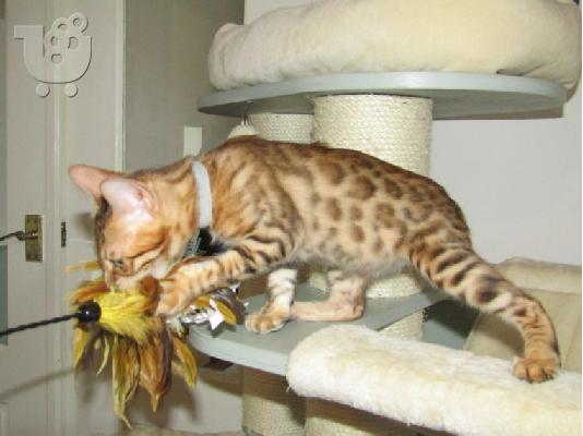 PoulaTo: TICA Bengal Kitten