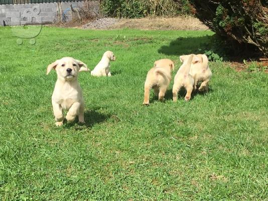 Labrador retreiver Κουτάβια