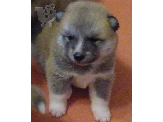 Καθαρόαιμα κουτάβια Akita inu