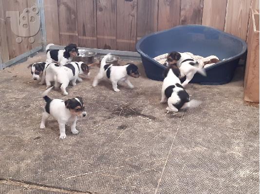 PoulaTo: Πλήρης μινιατούρα Jack Russell κουτάβια
