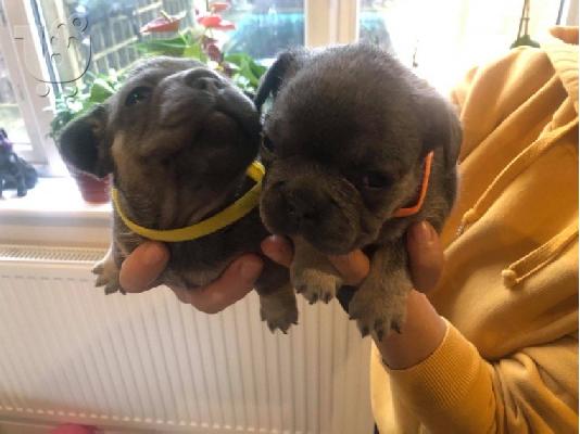 Γαλλικό μπουλντόγκ