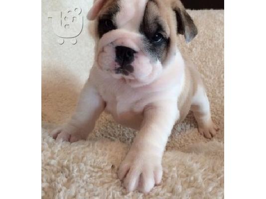 Μια εξαιρετική κουτάβι British Bulldog,