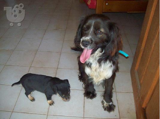 PoulaTo: Κοκωνι χαριζεται