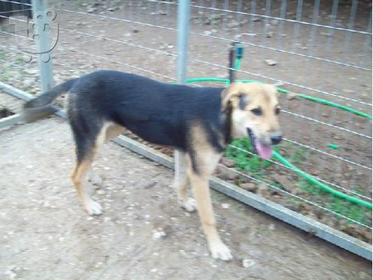 PoulaTo: Λυκοσκυλιτσα ημιαιμη ψαχνει γονιο