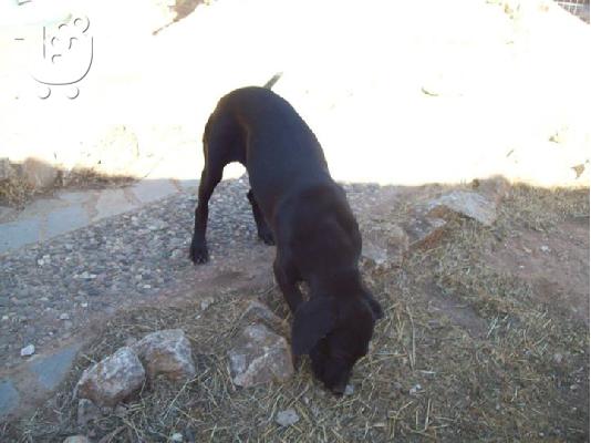 Νεαρες σκυλιτσες ψαχνουν οικογενειες