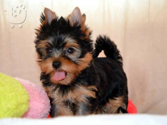 Πανέμορφα, Υγιέστατα κουταβάκια Yorkshire