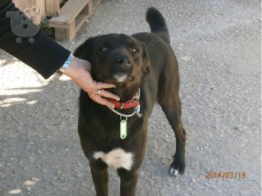 Σκυλακι χαριζεται