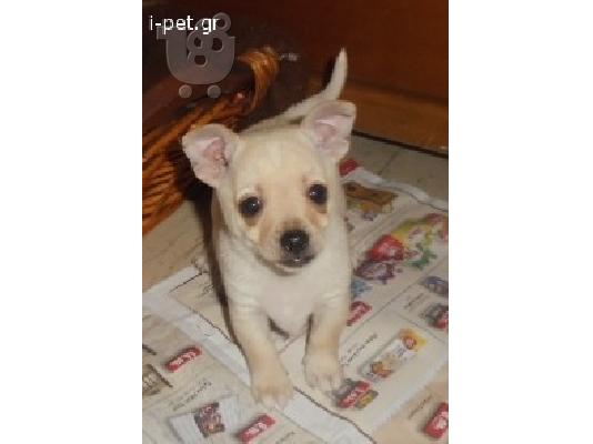 ΜΙΝΙ ΠΙΝΣΕΡ ΚΑΘΑΡΟΑΙΜΑ