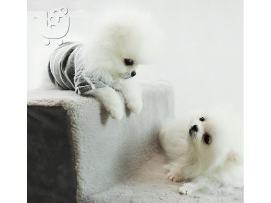 Pomeranian μικροσκοπική spitz 1Kg