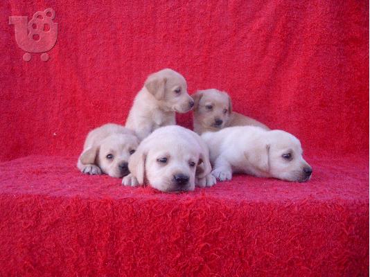 ΛΑΜΠΡΑΝΤΟΡ