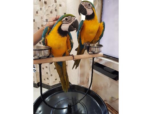 Πουλήστε το ζεύγος μου macaw καθώς έχω μετακομίσει και...
