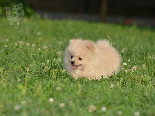 Κουτάβι Pomeranian Spitz