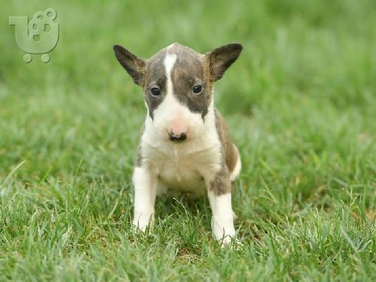 Bull Terrier κουτάβια