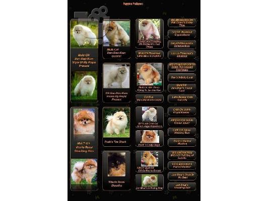Pomeranian Spitz κουτάβι