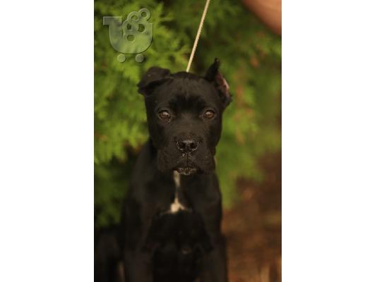 Cane Corso κουτάβια