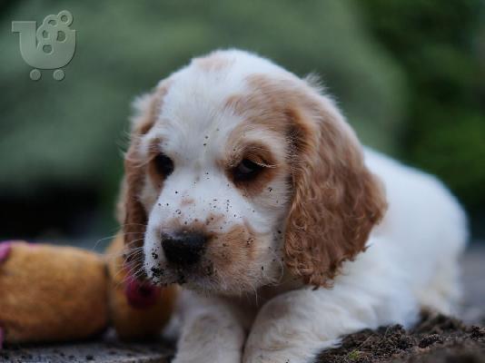 Όμορφα κουτάβια Cocker Spaniel