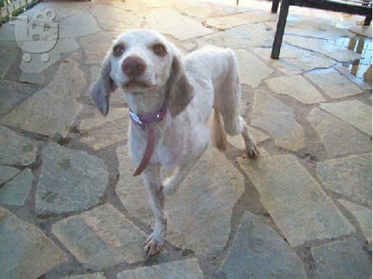 PoulaTo: Μικροσωμο σκυλακι συντροφιας χαριζεται