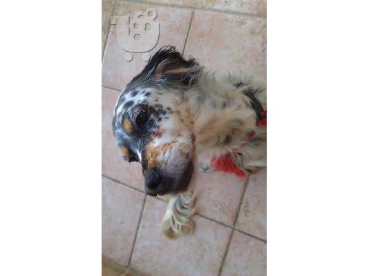 Κουκλα σκυλιτσα χαριζεται