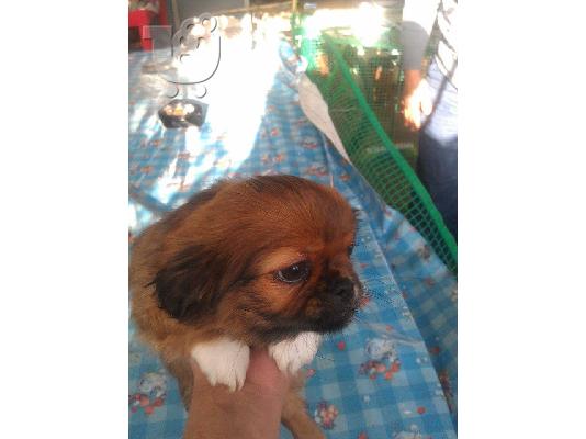 Kαθαρόαιμα Πεκινουά