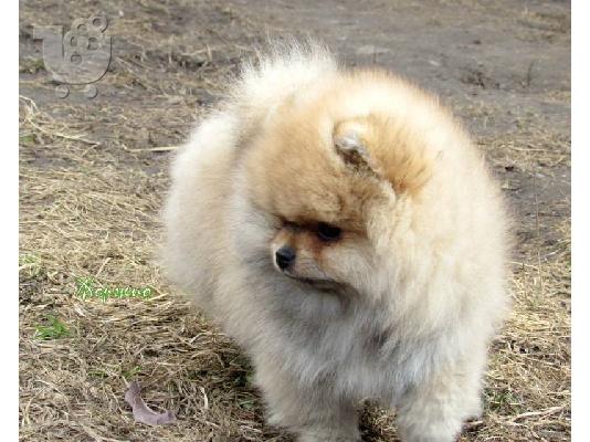 ένα αρσενικό και ένα θηλυκό ροζ κουτάβια