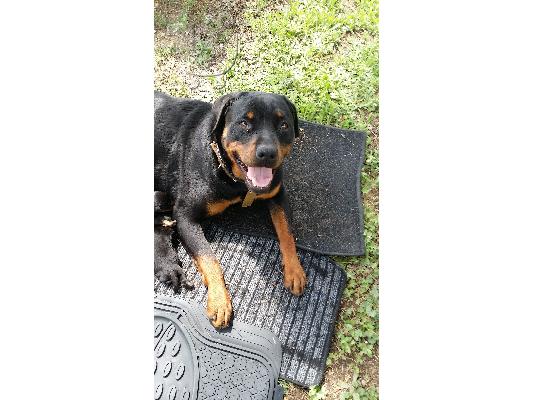 Πωλούνται κουτάβια rottweiler