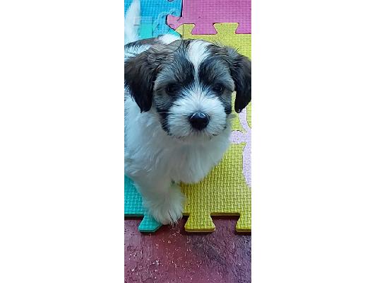 Havanese Bichon κουτάβια