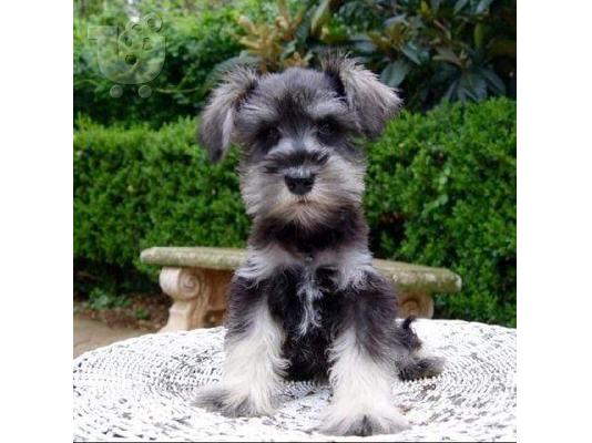PoulaTo: Schnauzer mini - Σνάουτσερ μινι