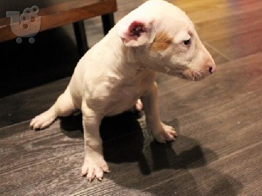 PoulaTo: Bull Terrier puppies
