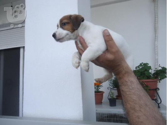 PoulaTo: Τζακ ρασελ